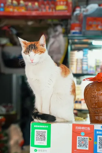 一只橙色和白色的猫坐在市场桌子上的一个