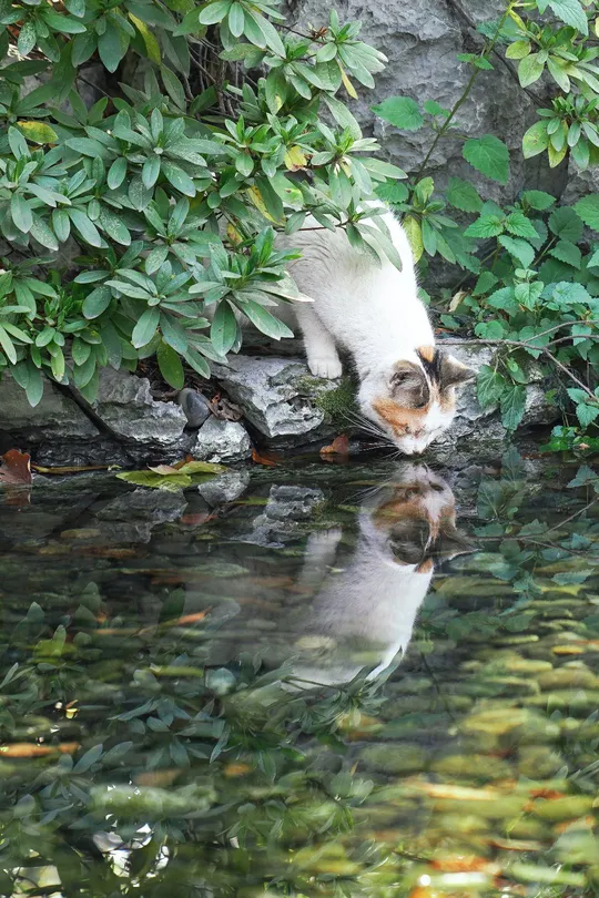 一只猫站在水流附近岩石和灌木丛中