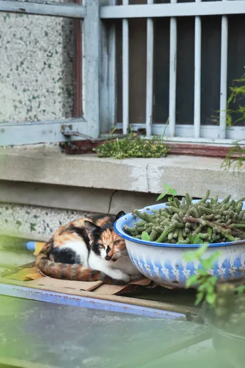 一只猫坐在门廊旁边 旁边有一个绿色的豆子碗。