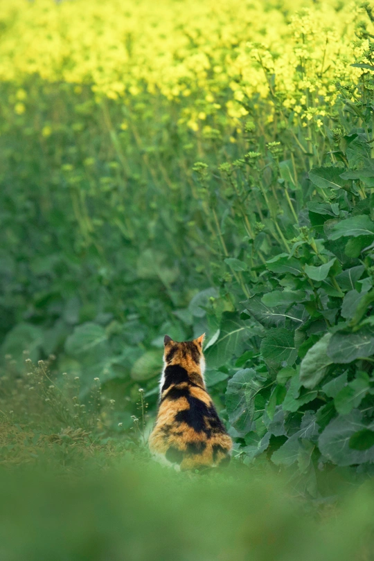 一只猫坐在绿草地上 周围开满了黄色的花。