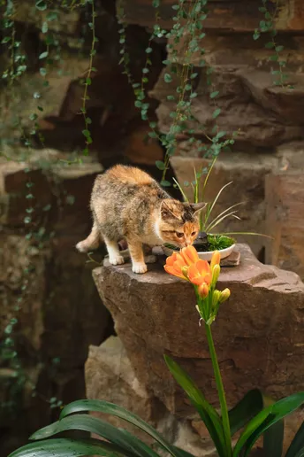 一只猫站在一块岩石上 旁边有一朵花。