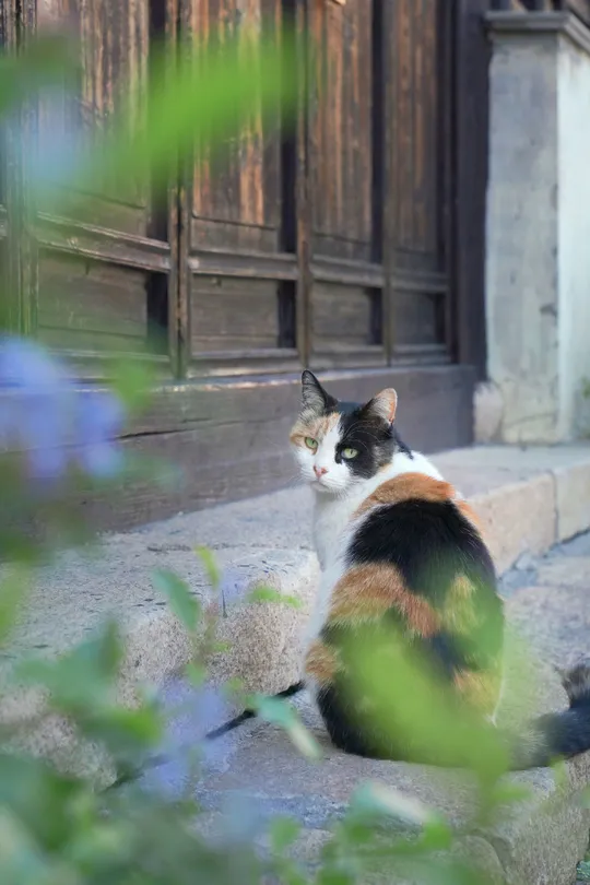 一只猫坐在一些岩石附近的花朵上