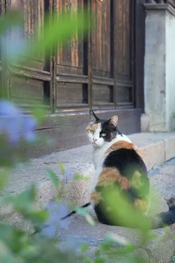 一只猫坐在一些岩石附近的花朵上