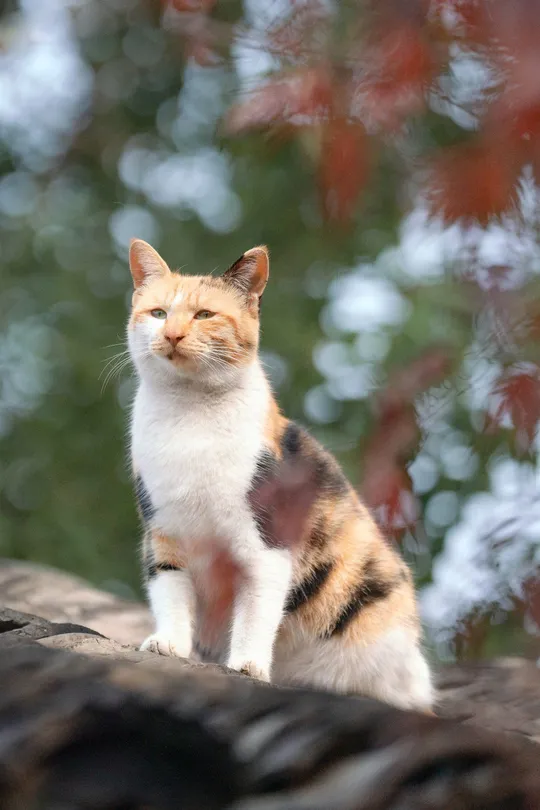 一只小猫坐在岩石上 背景中有树木。