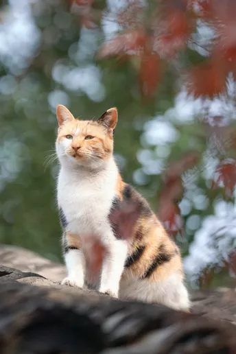 一只小猫坐在岩石上 背景中有树木。