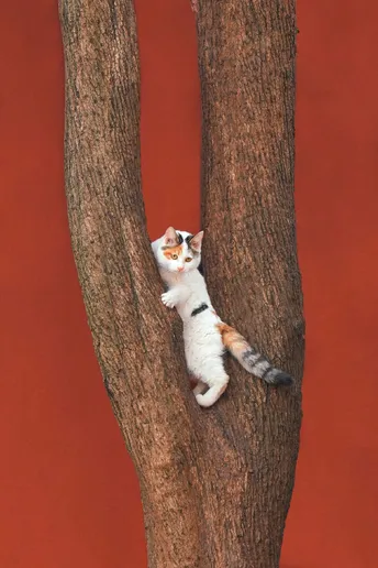一只猫在红色的背景上爬树