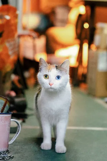 一只白色的小猫 蓝眼睛 站在一个粉红色的咖啡杯旁边