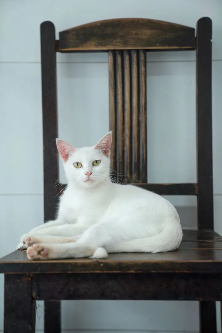 座山猫
