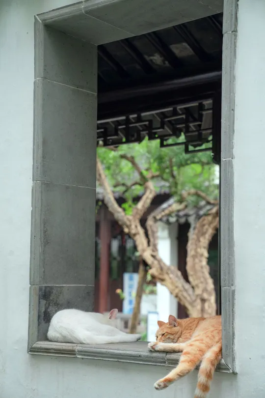 一只躺在窗台上的猫