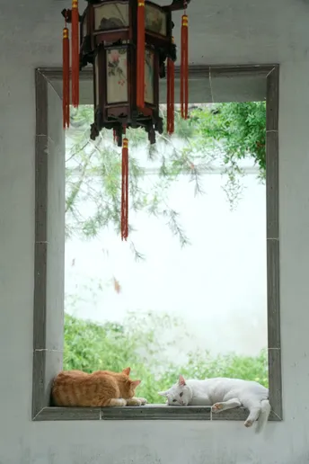 几只白猫在窗台上