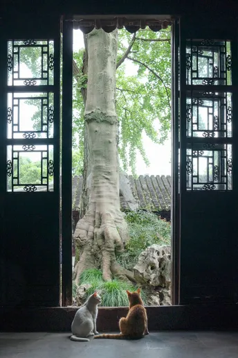 几只猫坐在窗前