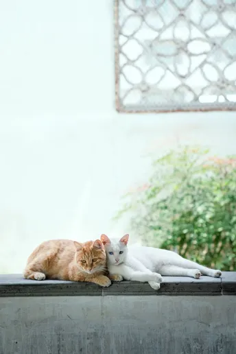 几只橙色猫咪躺在白色墙上