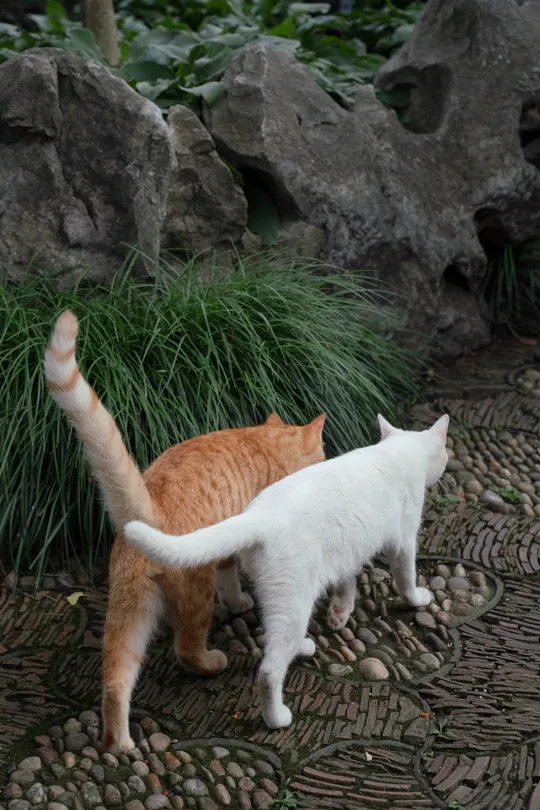 一只橙色和白色的猫在花园里散步