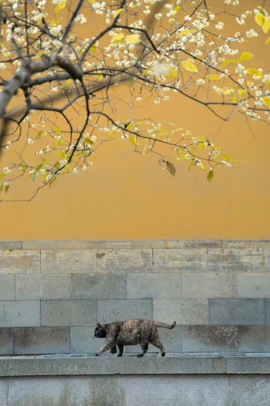 一只猫在树旁的混凝土墙上行走