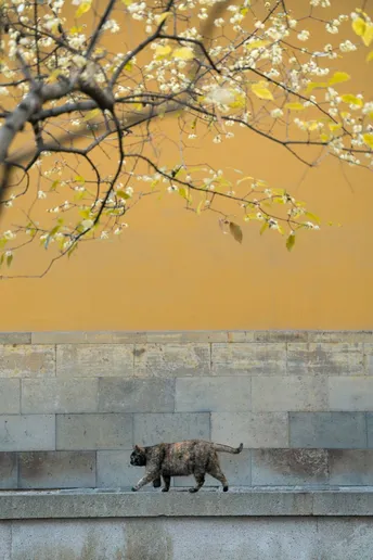 一只猫在树旁的混凝土墙上行走