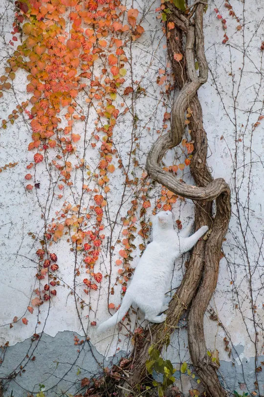 一只白色猫躺在建筑物的一侧 墙上有藤蔓攀爬。