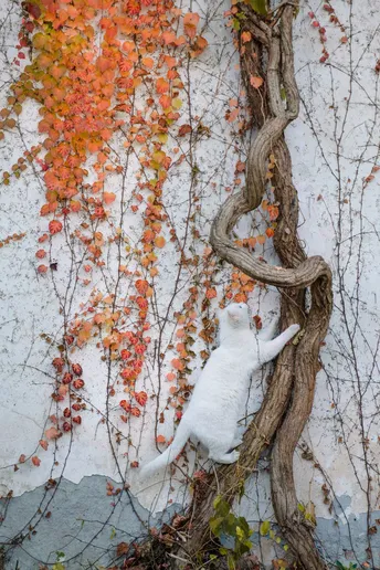 一只白色猫躺在建筑物的一侧 墙上有藤蔓攀爬。