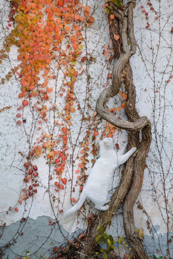 爬山虎