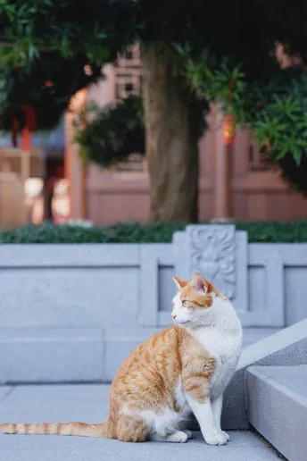 一只橙色和白色的猫坐在水泥块上