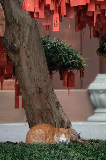 一只橙色猫咪在树下与红灯笼一起睡觉