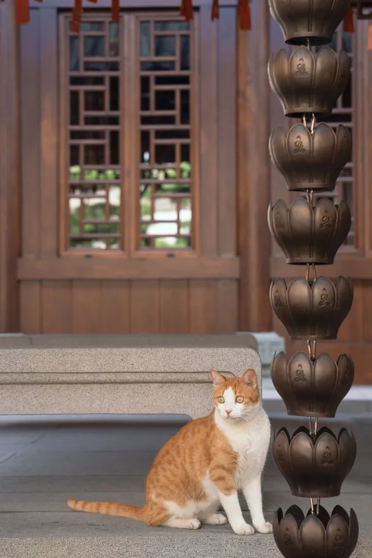 一只橙色和白色的猫坐在台阶上