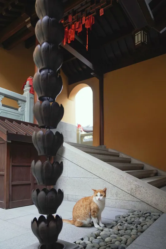 一只橙色和白色的猫坐在建筑物旁边的一堆石头上 靠近一座雕像。