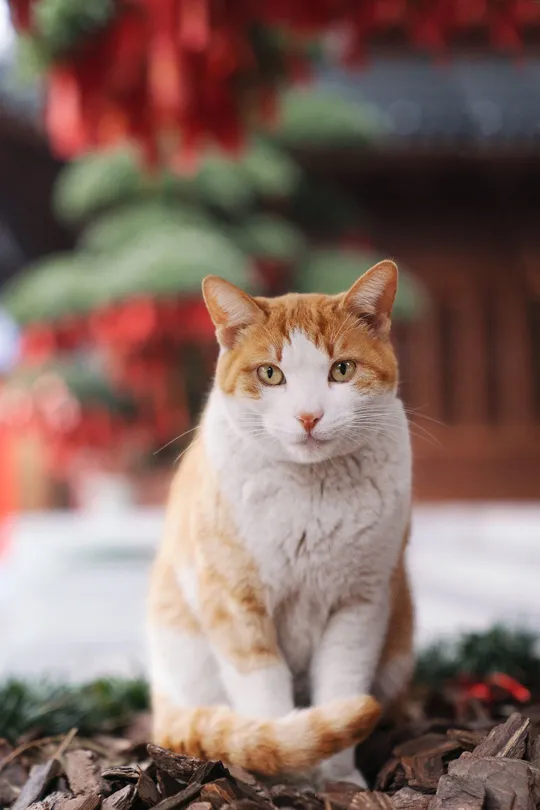 一只橙色和白色的猫坐在红色的圣诞树前面