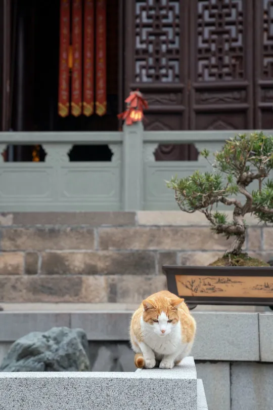 一只橙色和白色的猫坐在寺庙前面