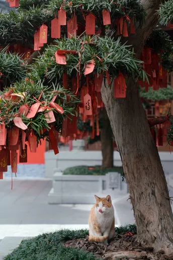 一只橙色和白色的猫坐在树下