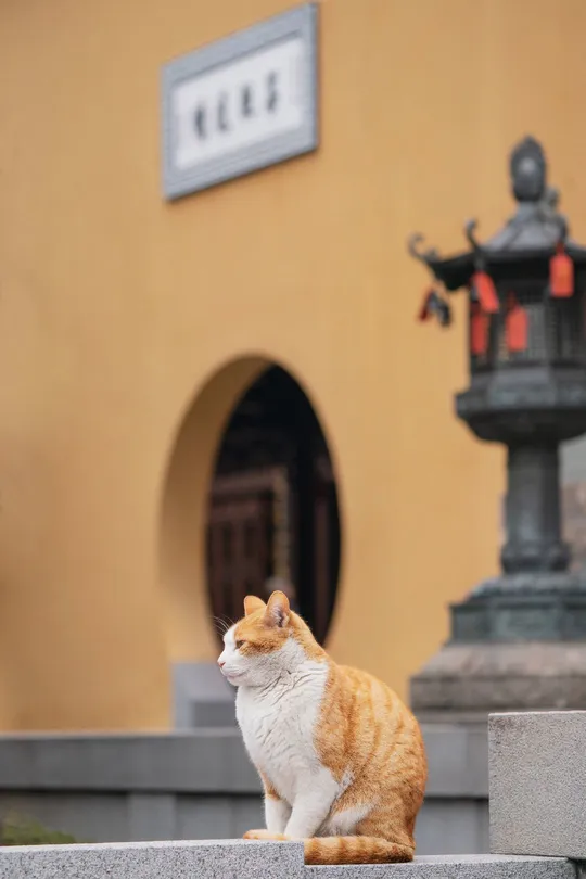 一只橙色和白色的猫坐在建筑物前的台阶上