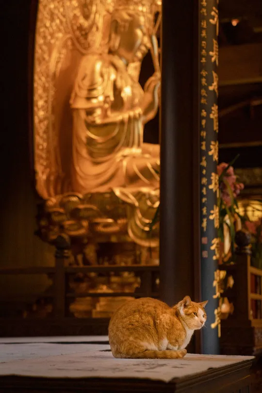 一只橙色猫坐在桌子前面对一座金雕像