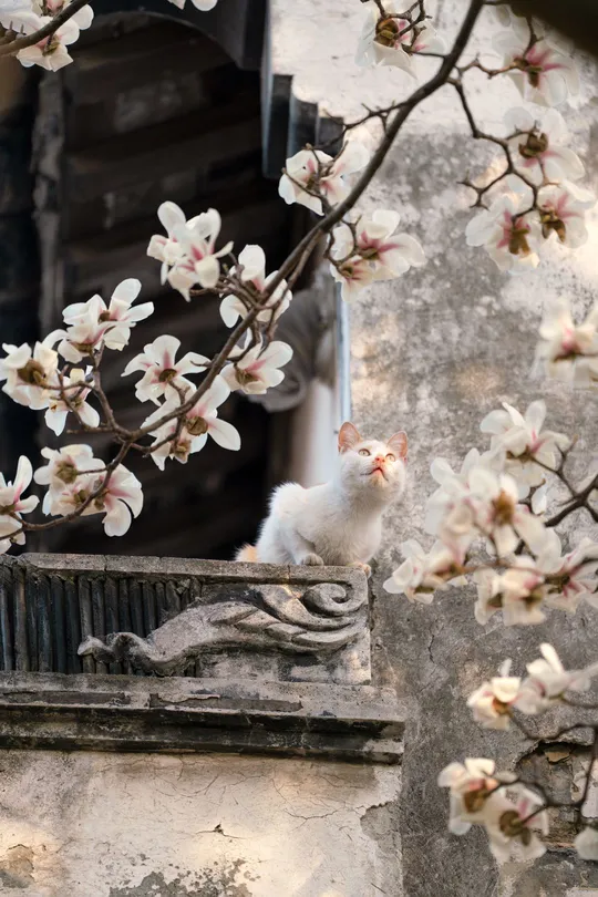 一只坐在建筑物上的白色猫正在看窗外