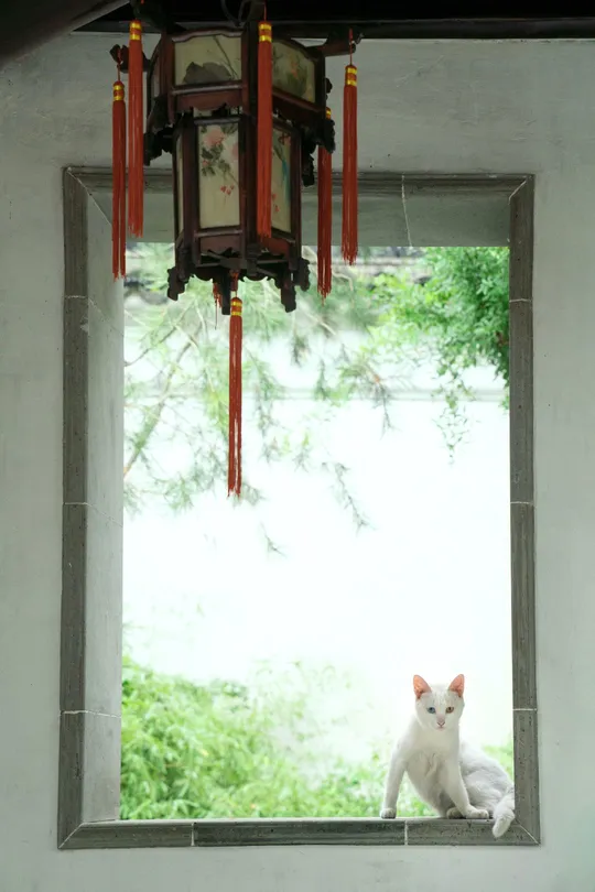 一只白猫坐在窗台上向外看窗户外面的窗户