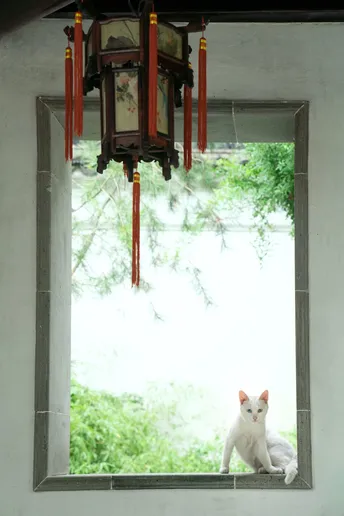 一只白猫坐在窗台上向外看窗户外面的窗户