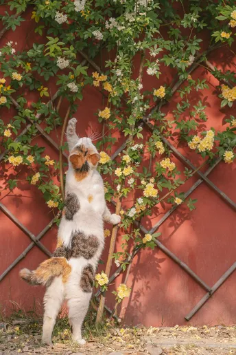 站在围墙前的猫