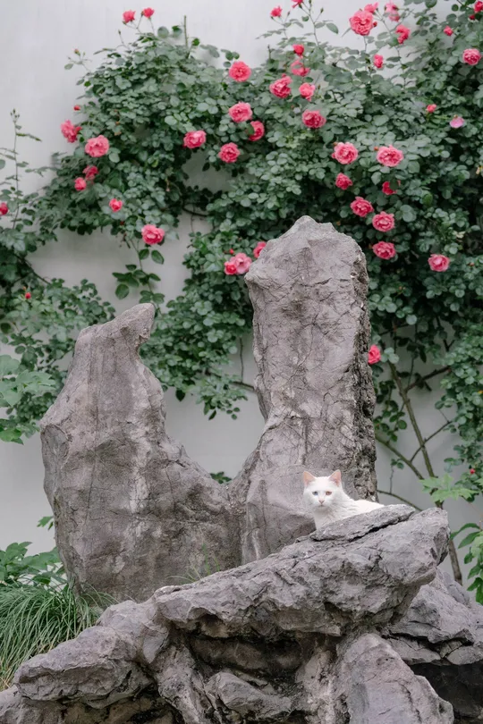 一只坐在岩石前的粉色花墙边的白色猫