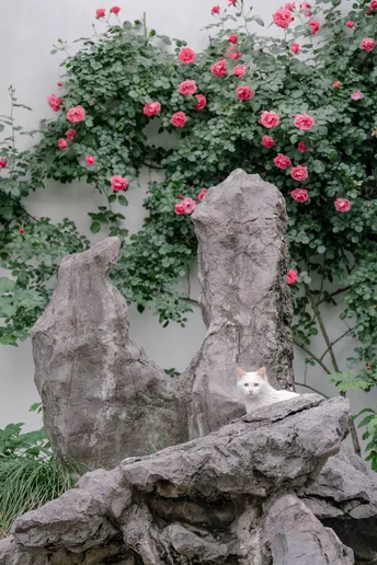 一只坐在岩石前的粉色花墙边的白色猫