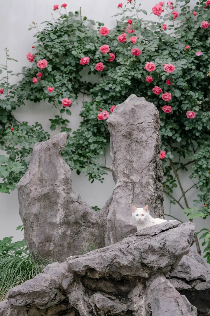 猫比花靓