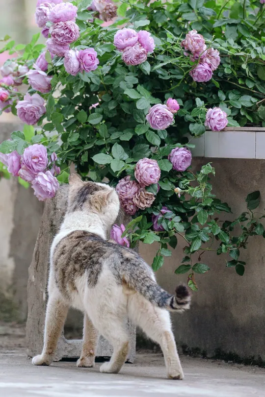 一只猫站在一丛粉玫瑰花旁边