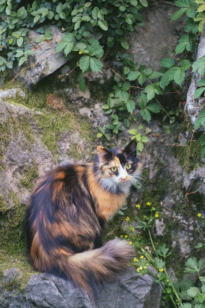猫中刘亦菲