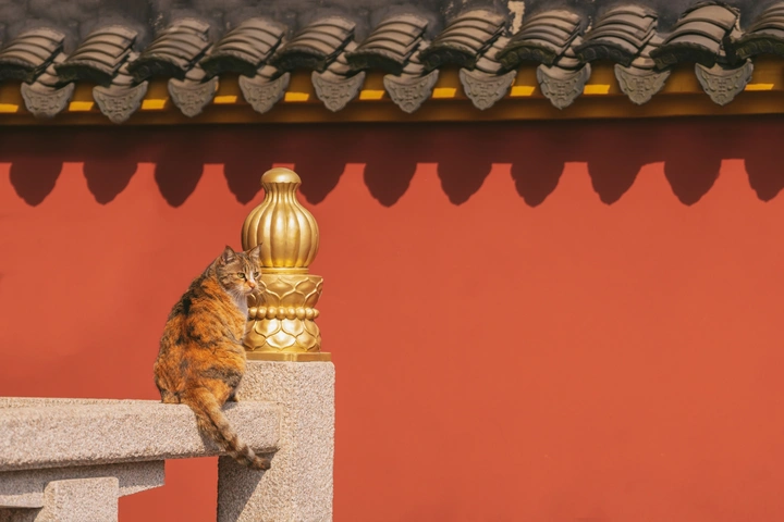 守护殿宇的猫卫士