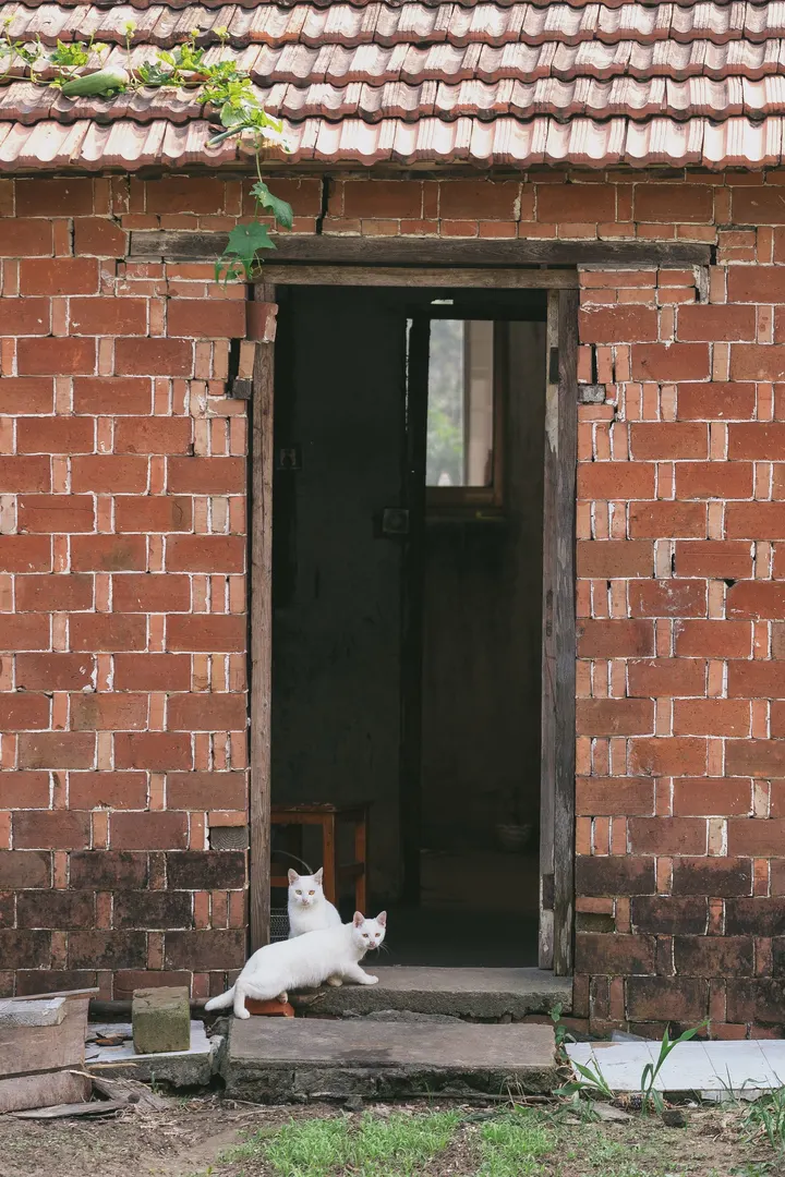 双生小猫