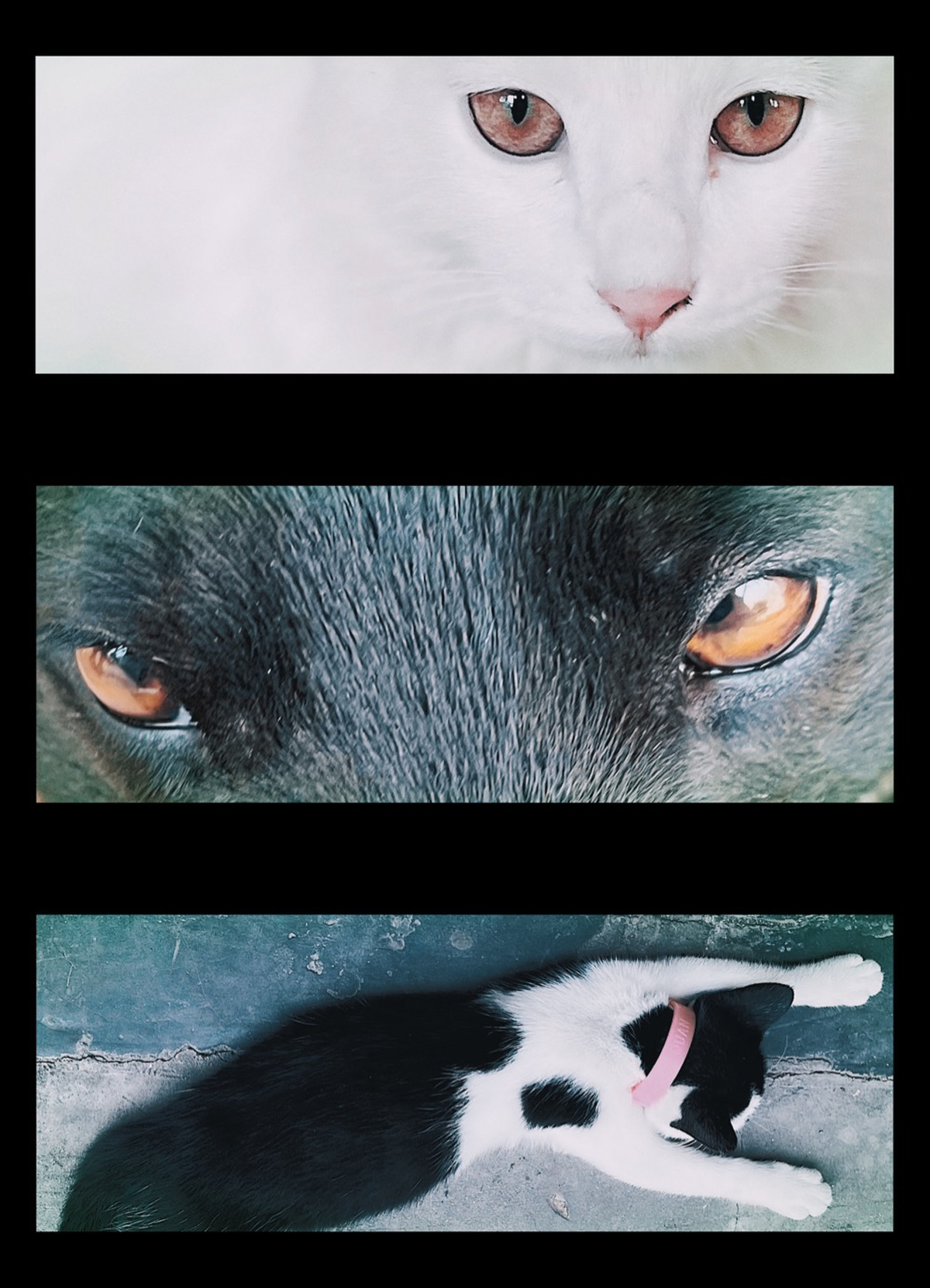 一只黑白相间的猫 眼睛有不同的颜色 正在躺下
