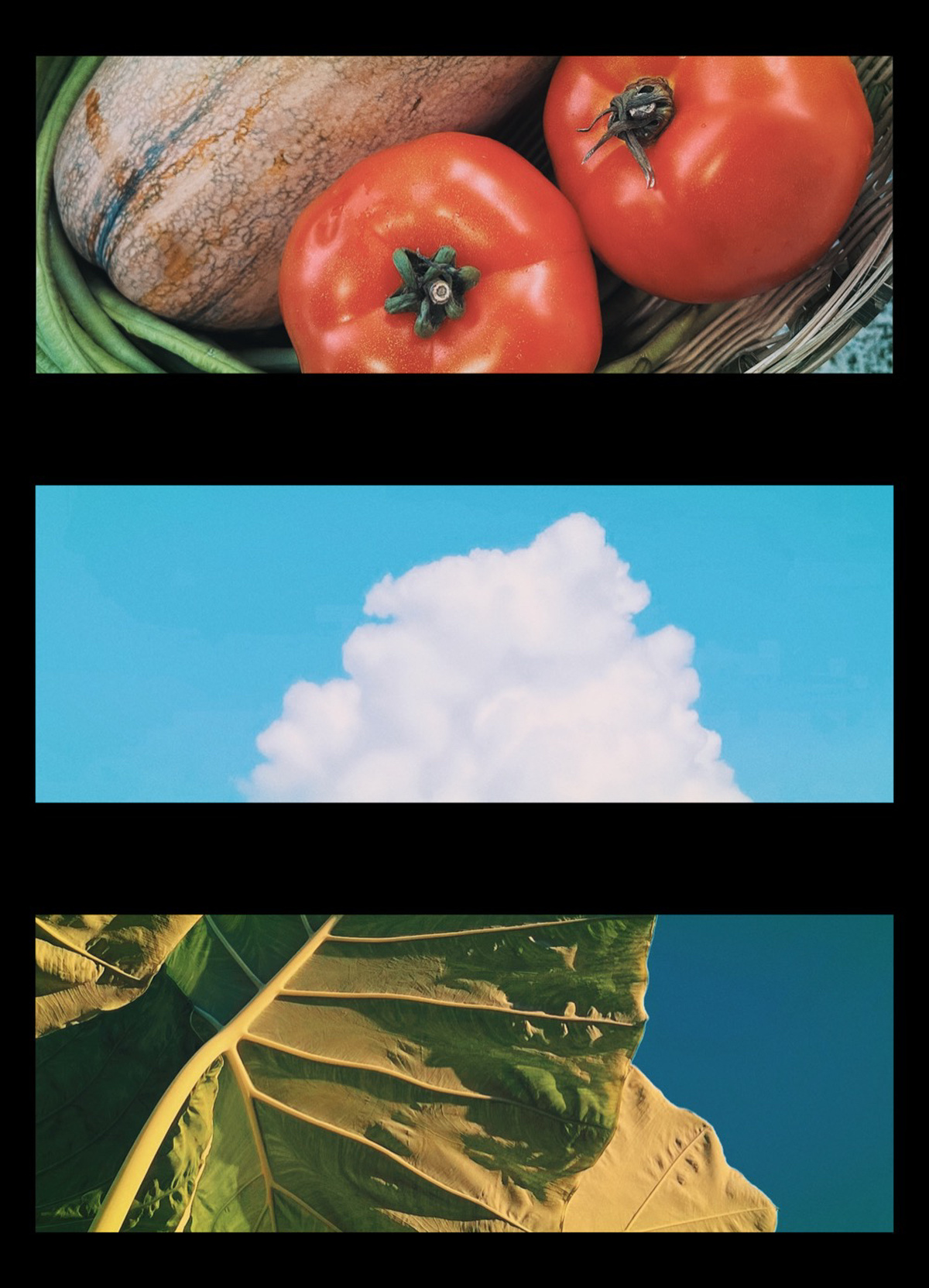 照片拼贴展示了一些番茄和蓝天 云朵