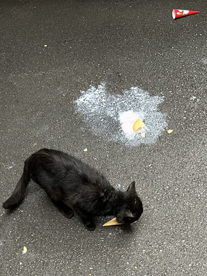 一只黑猫在地面上吃食物